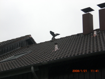 Dach Reparatur und Service
