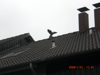 Dach Reparatur und Service